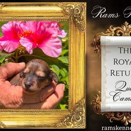 Queen Camilla - Cream female Dachshund puppy in Splendora, Texas from Ram’s Kennels