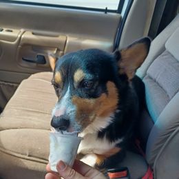 Pembroke Welsh Corgi All Grown Up from Rachael Singletary