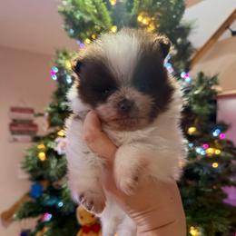 Chocolate parti boy - Chocolate parti male Pomeranian puppy in Oak Lawn, Illinois from Pomeranian Boutique