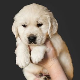 Charlie Blue collar - Light golden male Golden Retriever puppy in Oregon from A Goldens First Love