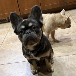 Debo - Tricolors male French Bulldog puppy in Billings, Montana from Yellowstone Frenchies
