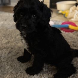 Cavapoo Puppies from House of Cavapoos
