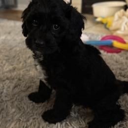 Cavapoo Puppies from House of Cavapoos