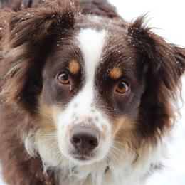Australian Shepherds from River Trails Aussies