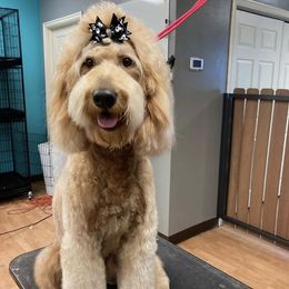 Watts - Goldendoodle