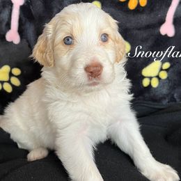 Snowflake - Aussiedoodle puppy from Champion Farms Doodles