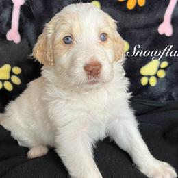 Snowflake - Aussiedoodle puppy from Champion Farms Doodles