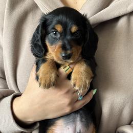 Dozer - Black and tan male Dachshund puppy in Aurora, Colorado from Ozge's Dachshunds