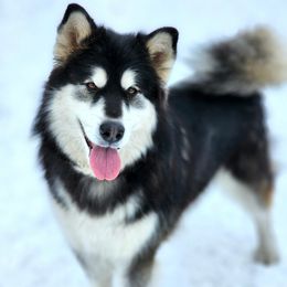 Ahsoka - Alaskan Malamute