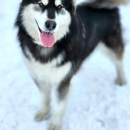 Ahsoka - Alaskan Malamute