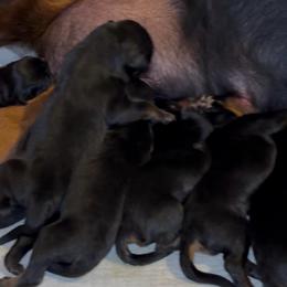 Girl 1 - Black and rust female Rottweiler puppy in Grand Rapids, Michigan from Rott-Squad Kennels