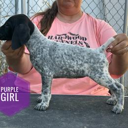 Girl 4 - Black and white female German Shorthaired Pointer puppy in Dearborn, Missouri from Hardwood Kennels