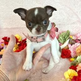 Aurora - Chocolate and white female Chihuahua puppy in Mesa, Arizona from Arizona Dream Chihuahuas