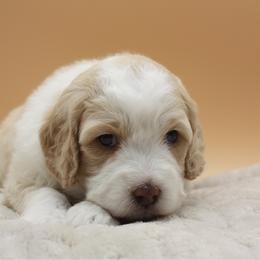 Parton - Yellow and white male Bernedoodle puppy in Scottsville, Kentucky from Barren River Bernedoodles and Poodles