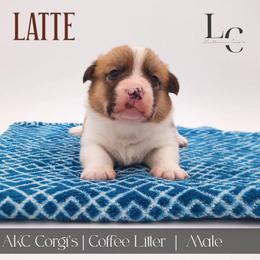 Latte - Red male Pembroke Welsh Corgi puppy in Pine Village, Indiana from NL Horsemanship