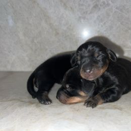 Girl 1 - Black and tan female Dachshund puppy in Jurupa Valley, California from Divine Doxies