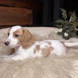 Claus - Dapple male Dachshund puppy in Washburn, Tennessee from Clinch Mountain Dachshunds