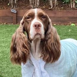 Annie - English Springer Spaniel