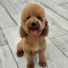 Tootsie - Poodle