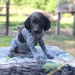 Blue - Black roan female German Shorthaired Pointer puppy in Fountain Run, Kentucky from Whiskey River Farm