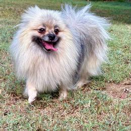 Rosemary - Cream sable female Pomeranian puppy in Springfield, Missouri from Hope Mountain Pomeranians