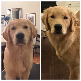 Golden Retriever Puppies from Briarcrest Golden Retrievers