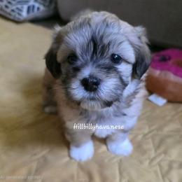 Theodore - Red sable male Havanese puppy in Batesville, Arkansas from Hillbilly Havanese