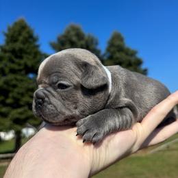 Artie - Blue male French Bulldog puppy in Salisbury, Maryland from 77 Frenchies Maryland