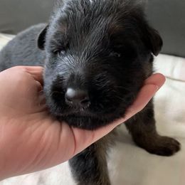 "Sky-blue boy" German Shepherd Puppies from R.J German Shepherds