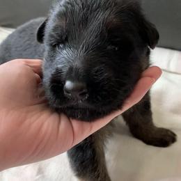 "Sky-blue boy" German Shepherd Puppies from R.J German Shepherds