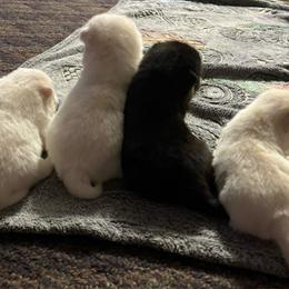 Pomsky Puppies from JHS Pomskies