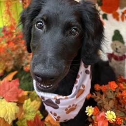 Holly - Phantom female Goldendoodle puppy in Benson, North Carolina from Yvonne❤️Goldendoodles