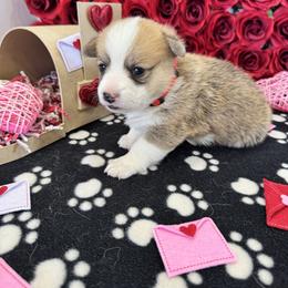 Angel - Sable female Pembroke Welsh Corgi puppy in Millsap, Texas from Punchy Pembroke Ranch