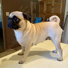 Agnes - Pug