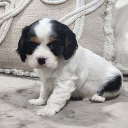 Whisper - Tri-color male Cavalier King Charles Spaniel puppy in Binger, Oklahoma from King of the Hill Cavaliers