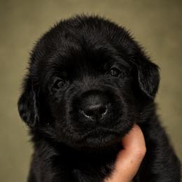 Blue Collar - Black male Labrador Retriever puppy in Madison, Wisconsin from Meritrust Labradors