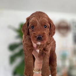 Viviann - Red  female Goldendoodle puppy in Moses Lake, Washington from Macy Meadows Doodles