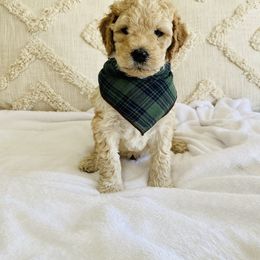 Bernedoodle and Labradoodle Puppies from Royal Doodles