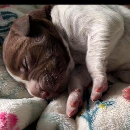 Blaze - Liver roan male German Shorthaired Pointer puppy in Enfield, North Carolina from Fishing Creek GSP