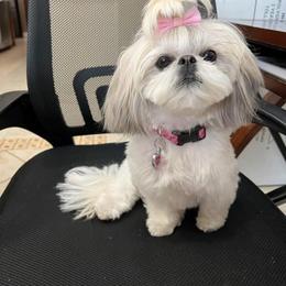 Lady - Shih Tzu