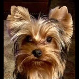 Yorkshire Terriers from Carter Yorkies