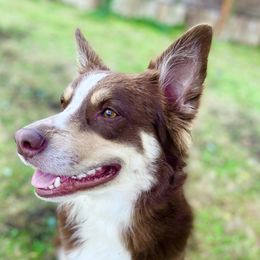 Aspen - Australian Shepherd