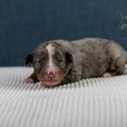 Alex Standard Bernedoodle - Blue merle male Bernedoodle puppy in Eureka, Illinois from Joley Aire Family Dogs