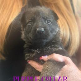 Purple collar - Sable female German Shepherd puppy in Canterbury, Connecticut from Nachtwaechter German Shepherds, LLC