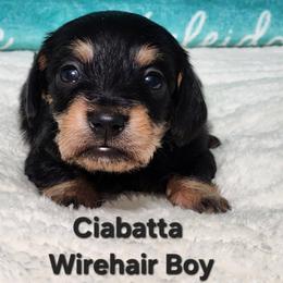 Ciabatta - Black and tan male Dachshund puppy in Mount Sherman, Kentucky from Kaleidoscope Dachshunds and Whippets