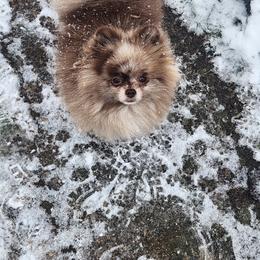 MISSY - Pomeranian