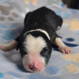 Loca - Black and white male Border Collie puppy in Chicora, Pennsylvania from Riverwood