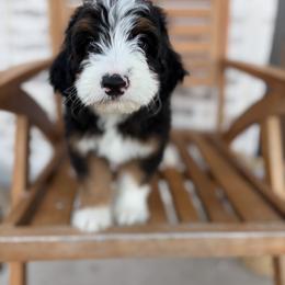 Bernedoodle and Irish Doodle Puppies from Boutique Bernedoodles & Co.