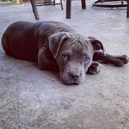 American Bully Puppies from 49th State Kennels