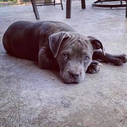 American Bully Puppies from 49th State Kennels